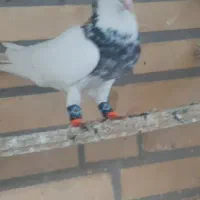 کبوتر طوقی پلاکی تهرانی عالی