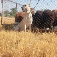 سگ سرابی|سگ|خنداب, |دیوار