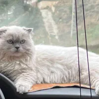 جفت یابی گربه ماده