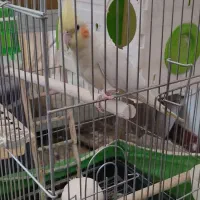 عروس هلندی لوتینو|پرنده|سقز, |دیوار