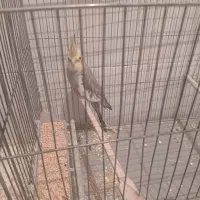 عروس هلندی جوجه.  مولد