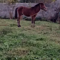 اسب نرجوان دوسال