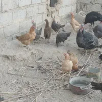 مرغ و بوقلمون تخم گذار|حیوانات مزرعه|هامون, |دیوار