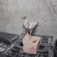 کفتر قاره