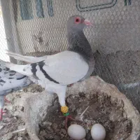 ماده سالم و به شرط