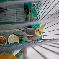 عروس هلندی|پرنده|صحنه, |دیوار