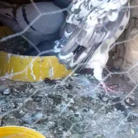 کفتر|پرنده|اصفهان, هفتون|دیوار