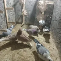 کفتر پرشی بام زدو خوردی