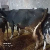 گاو گوساله