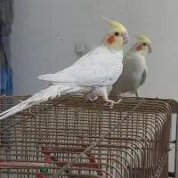 دو طوطی برزیلی نر و ماده تخم گذار و یک عروس هلندی