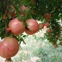 انار سیاب درجه یک