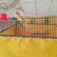 قناری|پرنده|خوشاب, |دیوار