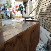 کبوتر دنبی|پرنده|شادگان, |دیوار