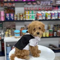 سگ توی پودل رنگ‌رد