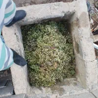 شیرا انگور اورگانیک
