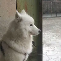 فروش سگ خونگی