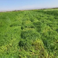 کارگر کشاورزی و ابگیر سالانه