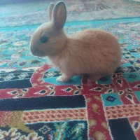 خرگوش خانگی