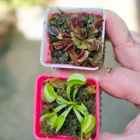 گیاهان حشره خوارو بخر تابستان بی حشره یی داشته باش