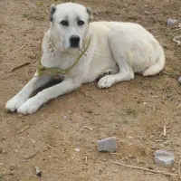 سگ گله فروشی