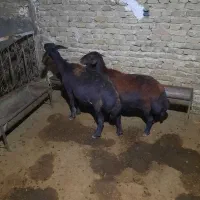 میش غزل افشاری