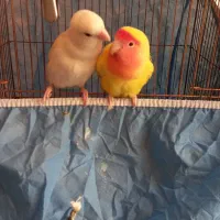 کوتوله پاستیلی نروماده