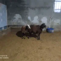 دوراس میش ابستن|حیوانات مزرعه|بروجرد, |دیوار