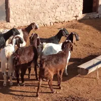 بز با بزغاله