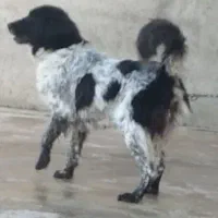 سگ نگهبان ماده قهدرجونی آدمی وجونوری