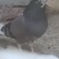 کبوتر سبز ماده توپرسفید
