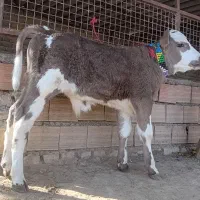 1 راس گوساله سیمینتال نر کلفت کشیده جنس|حیوانات مزرعه|گنبد کاووس, |دیوار