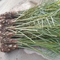 انواع. نهال خرما دارم فروش فوری ارسال به کل ایران|خدمات باغبانی و درختکاری|ایرانشهر, |دیوار