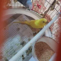 مرغ عشق|پرنده|رشت, شهریاران|دیوار