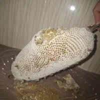 عسل وحشی درمانی