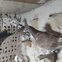 کفتر پرشی قلدور المانی پنج تا هفت کفتر بوم تعبیدی