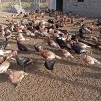 بوقلمون محلی با تغذیه ارگانیک