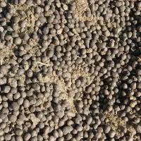 کودگوسفندی/درخت/پسته/باغبانی/دامی|خدمات باغبانی و درختکاری|شهر بابک, |دیوار