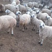 بره نر و ماده سبک صادراتی