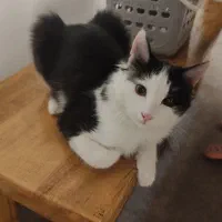 واگذاری گربه رایگان|گربه|اندیشه, اندیشه فاز ۲|دیوار