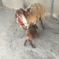 میش وبره