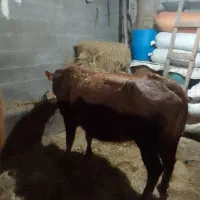 گاو دورگ هولشتاین|حیوانات مزرعه|رشت, منظریه|دیوار