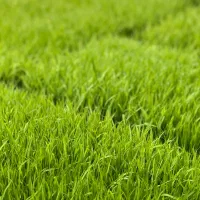 بذر هاشمی اصلاح شده درجه یک