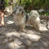 شیتزو تریر  نر