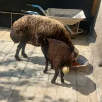 میش وبره