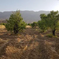 باغ ۱۰۰۰ متری در مهارلو|فروش زمین و ملک کلنگی|شیراز, جانبازان|دیوار
