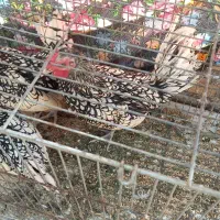 دو عدد خروس سبرایت