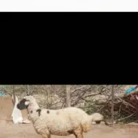 فروش یک عدد بره پارسال وگون