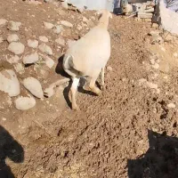 میش چینی پا بلند|حیوانات مزرعه|سی‌سخت, |دیوار