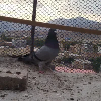 یک لانه کبوتر|پرنده|ماکو, |دیوار