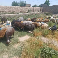 گوسفند زنده همراه با قصاب حاضر در محل|حیوانات مزرعه|پاکدشت, پاکدشت (مامازند)|دیوار